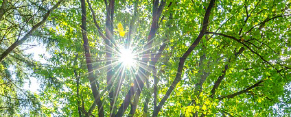 Energiearbeit Heilarbeit Anita Dietrichsbruckner Neuötting Altötting Mühldorf Heiler Trauma auflösen Blockaden auflösen Ängste inneres Kind
Energie Aurachirurgie energetische Heilarbeit